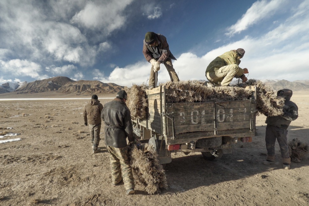 Collecting shrubs in the Murghab region. © Martin Saxer, 2018 