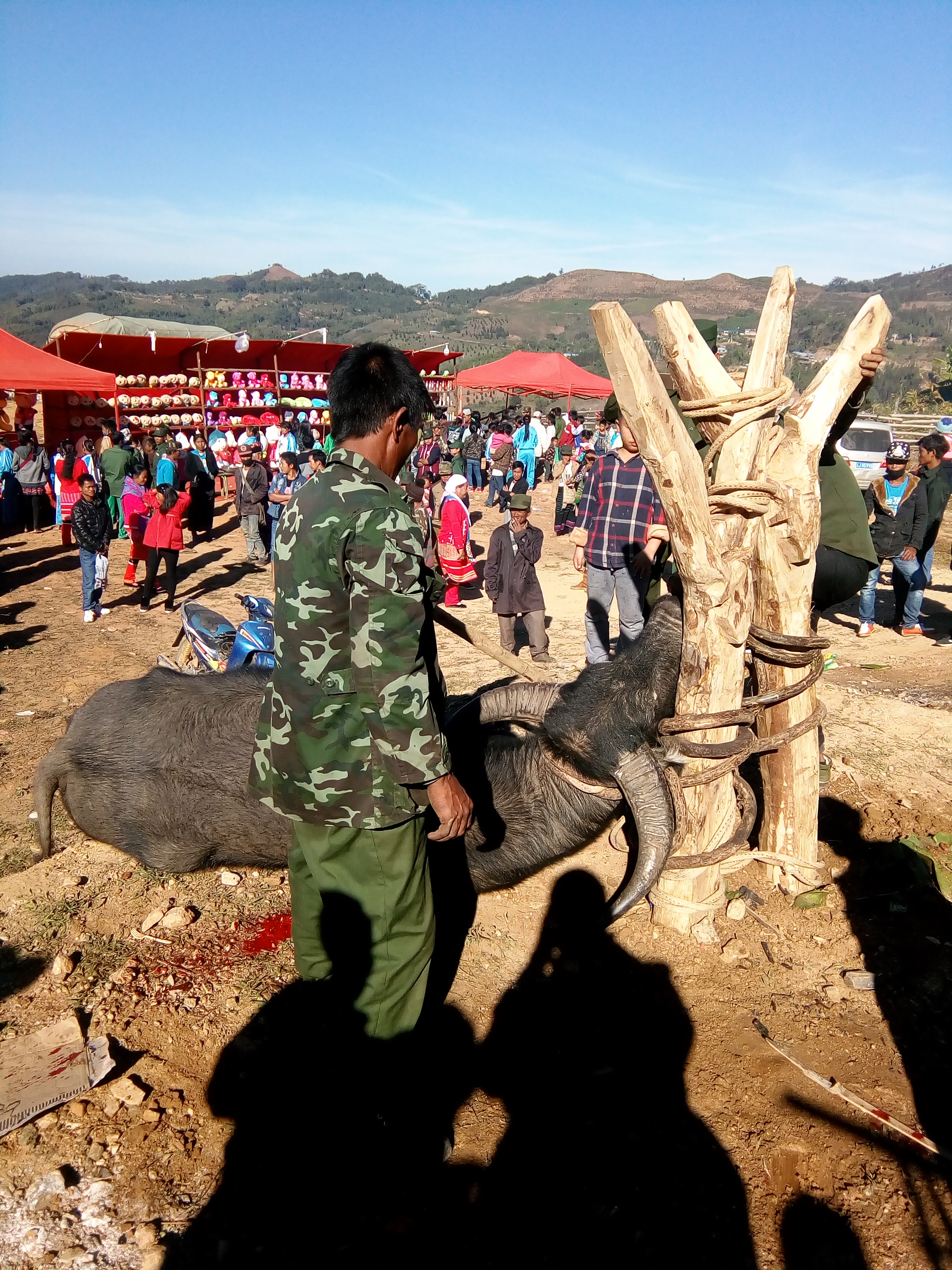 Buffalo Sacrifice during the opening of the new market. Kawn Mau, Wa State, Myanmar. Photo: Hans Steinmüller, 2017